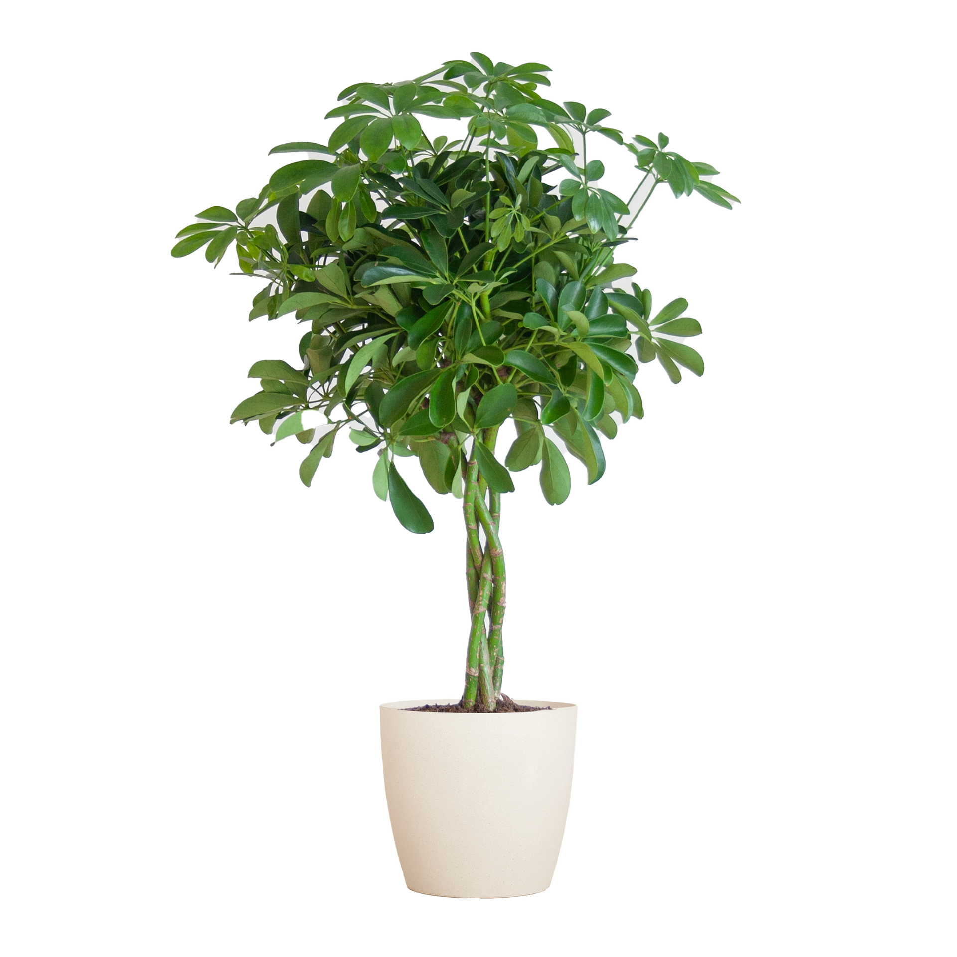 Schefflera arboricola Nora (Strahlenaralie) mit Potter-Topf Weiß