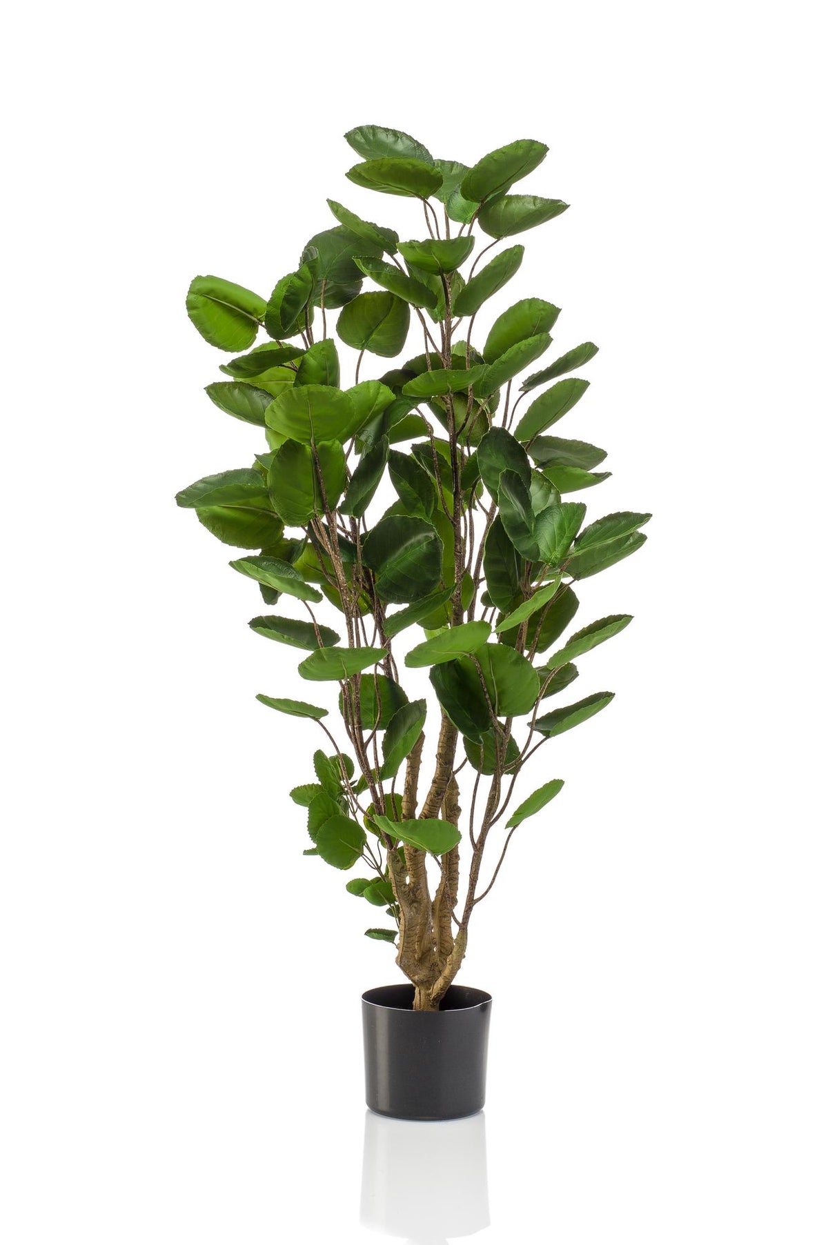 Kunstpflanze - Polyscias - Aralia