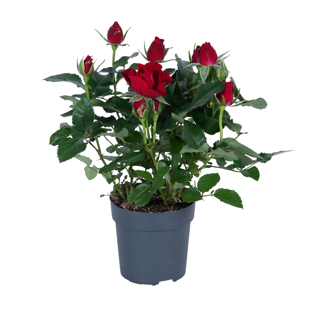 Topfrose Rot – Ø17 cm – ca. 45 cm