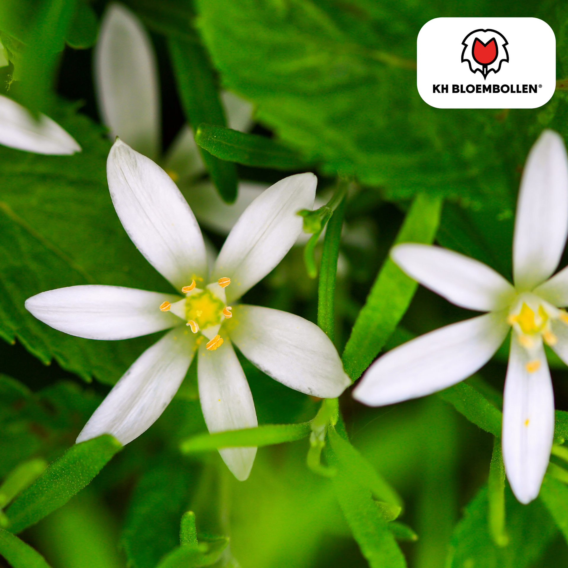 Vogelmilch (Ornithogalum) - 30 Blumenzwiebeln