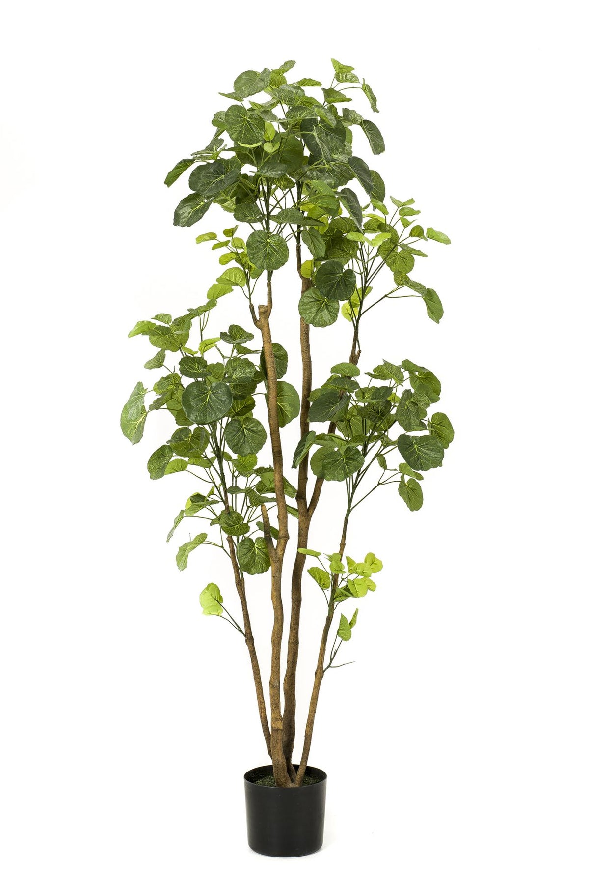 Kunstpflanze - Polyscias - Aralia