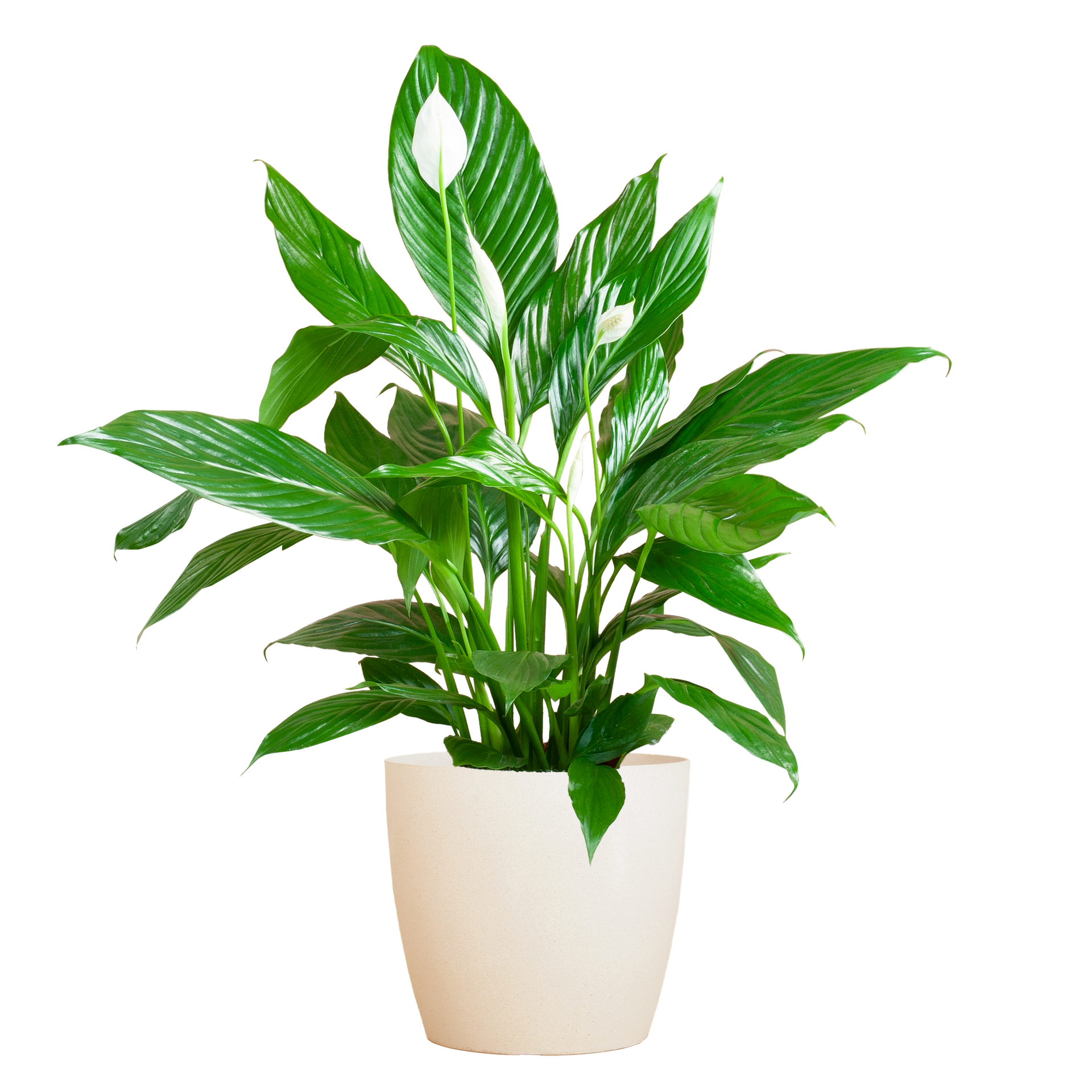 Spathiphyllum (Friedenslilie) mit Potter-Topf Weiß