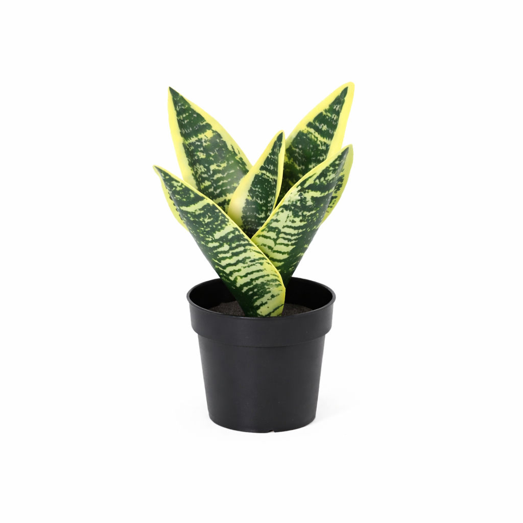 ARTIFICIAL Sansevieria laurentii