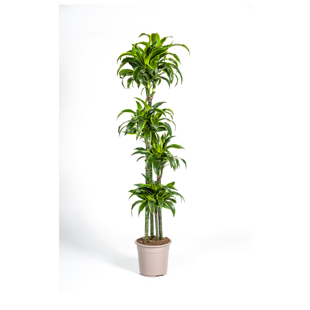 Dracaena deremensis Dorado (Drachenbaum) Ø27 cm – ca. 170–190 cm