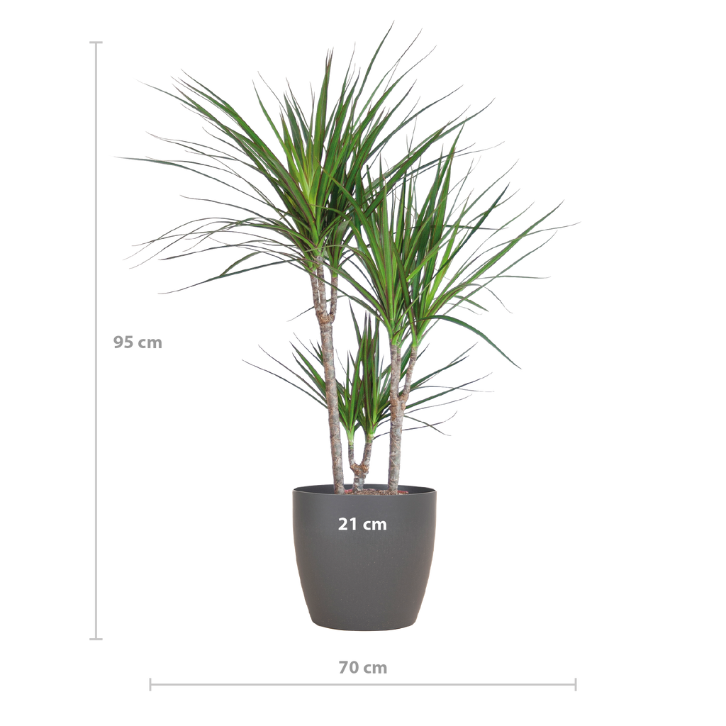 Dracaena Marginata mit Viber-Topf grau – 95 cm – Ø21