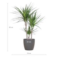 Dracaena Marginata mit Viber-Topf grau – 95 cm – Ø21