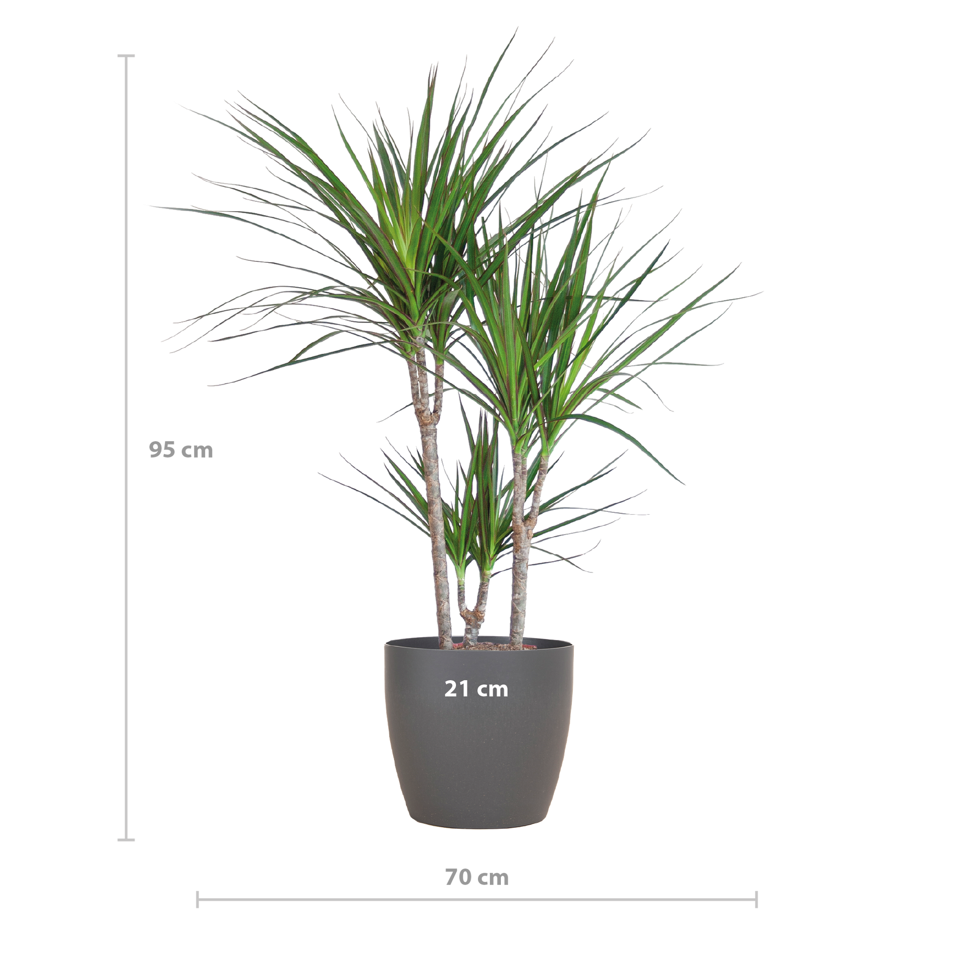 Dracaena marginata (Drachenbaum) mit Potter-Topf Grau – 95 cm – Ø21 cm