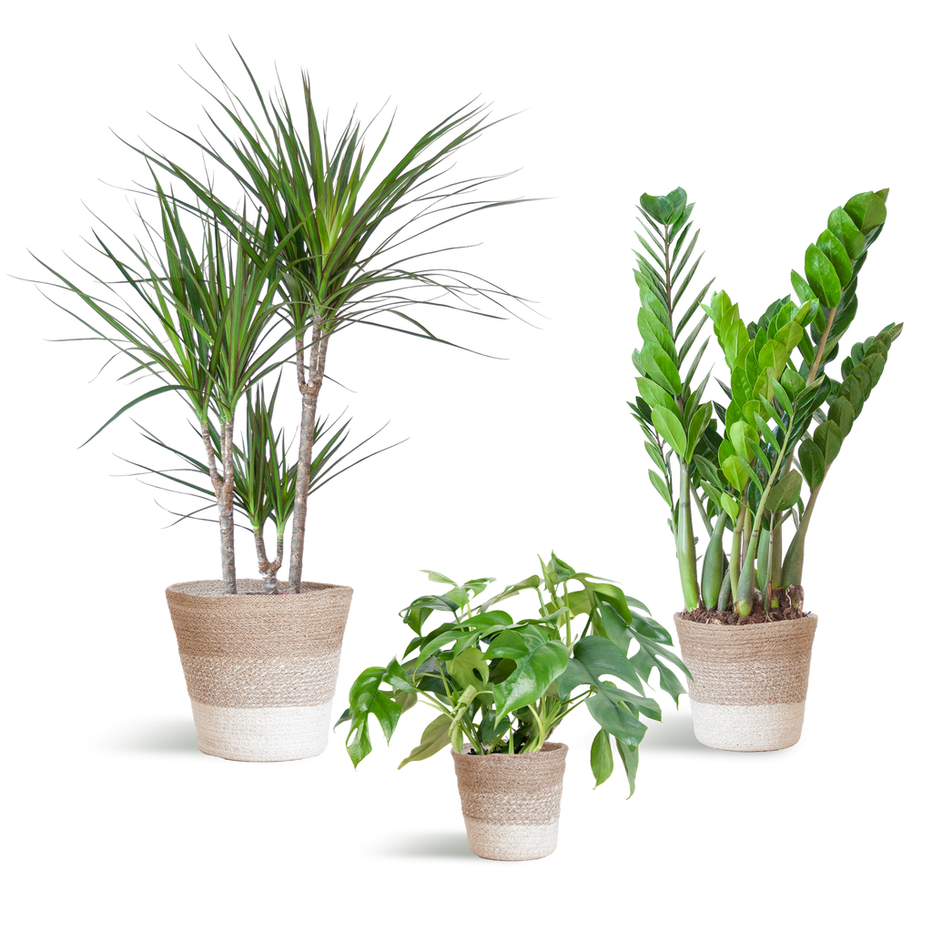 Shade Pflanzkasten - medium - mit Korb Lissabon weiß