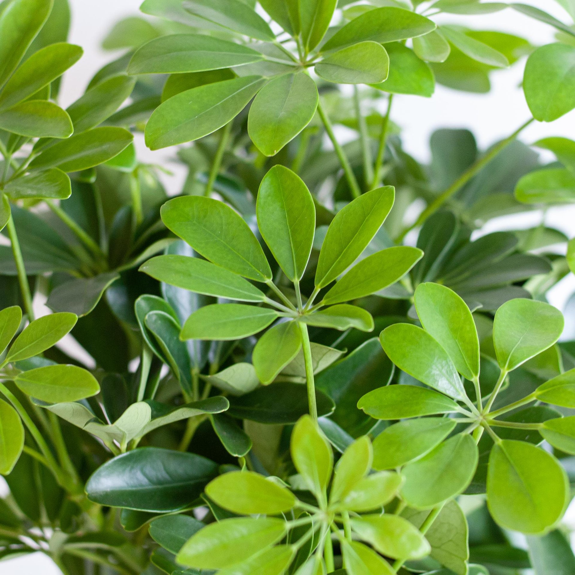 Schefflera arboricola Nora (Strahlenaralie) mit Lissabon-Korb Schwarz