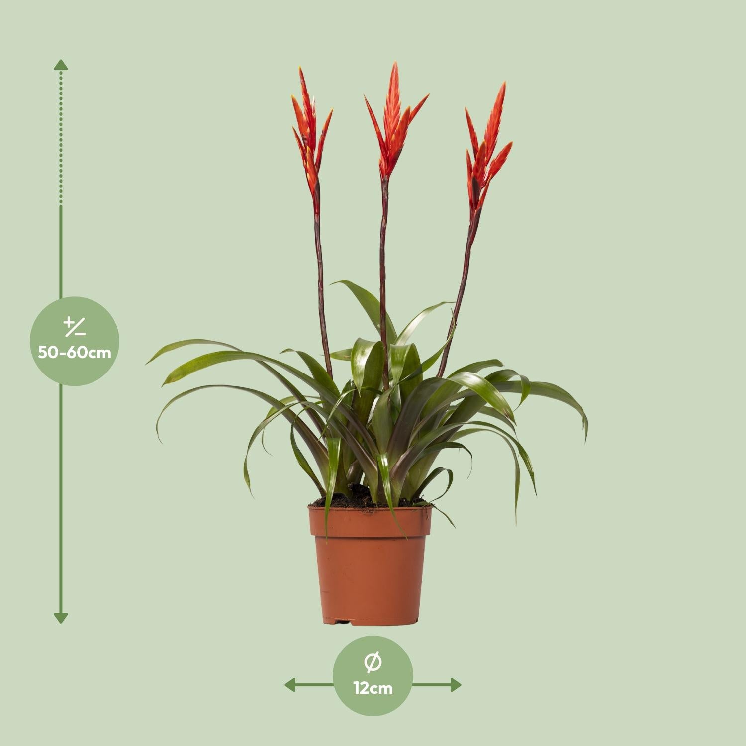 Vriesea Elan (Bromelie) – Ø12 cm – ca. 55 cm
