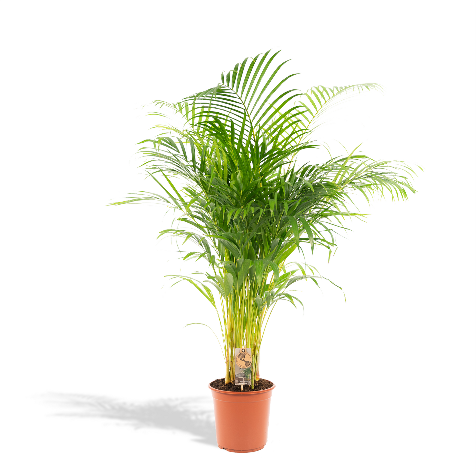 Areca-Palme (Goldfruchtpalme) – Ø21 cm – ca. 130 cm