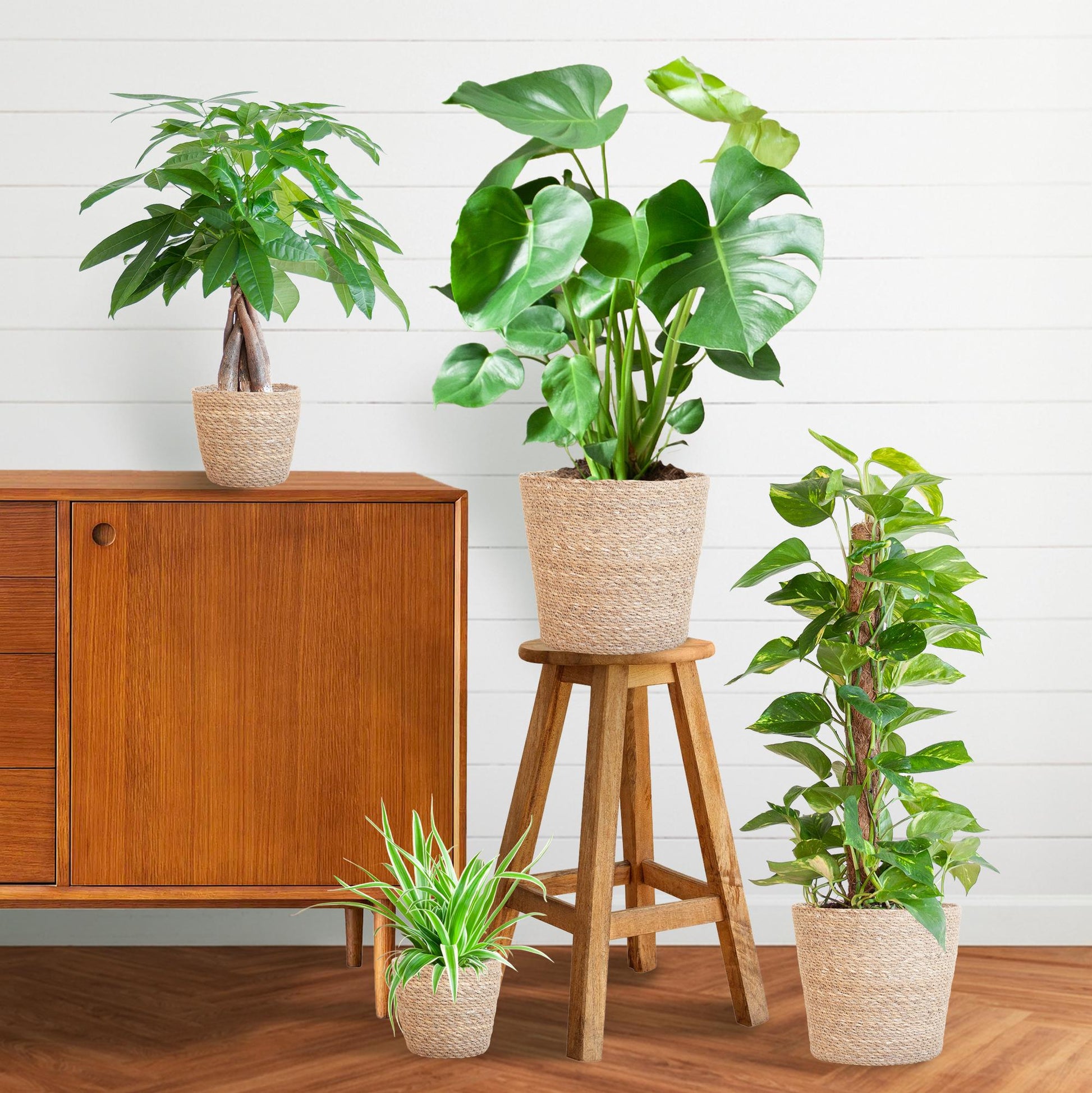 Pflegeleichter Pflanzkasten – medium – mit Korb Sofia