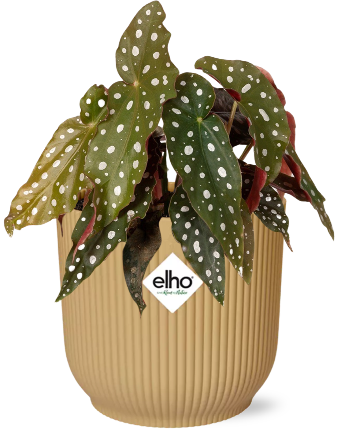 Begonia Maculata im ELHO Vibes Fold Topf Gelb