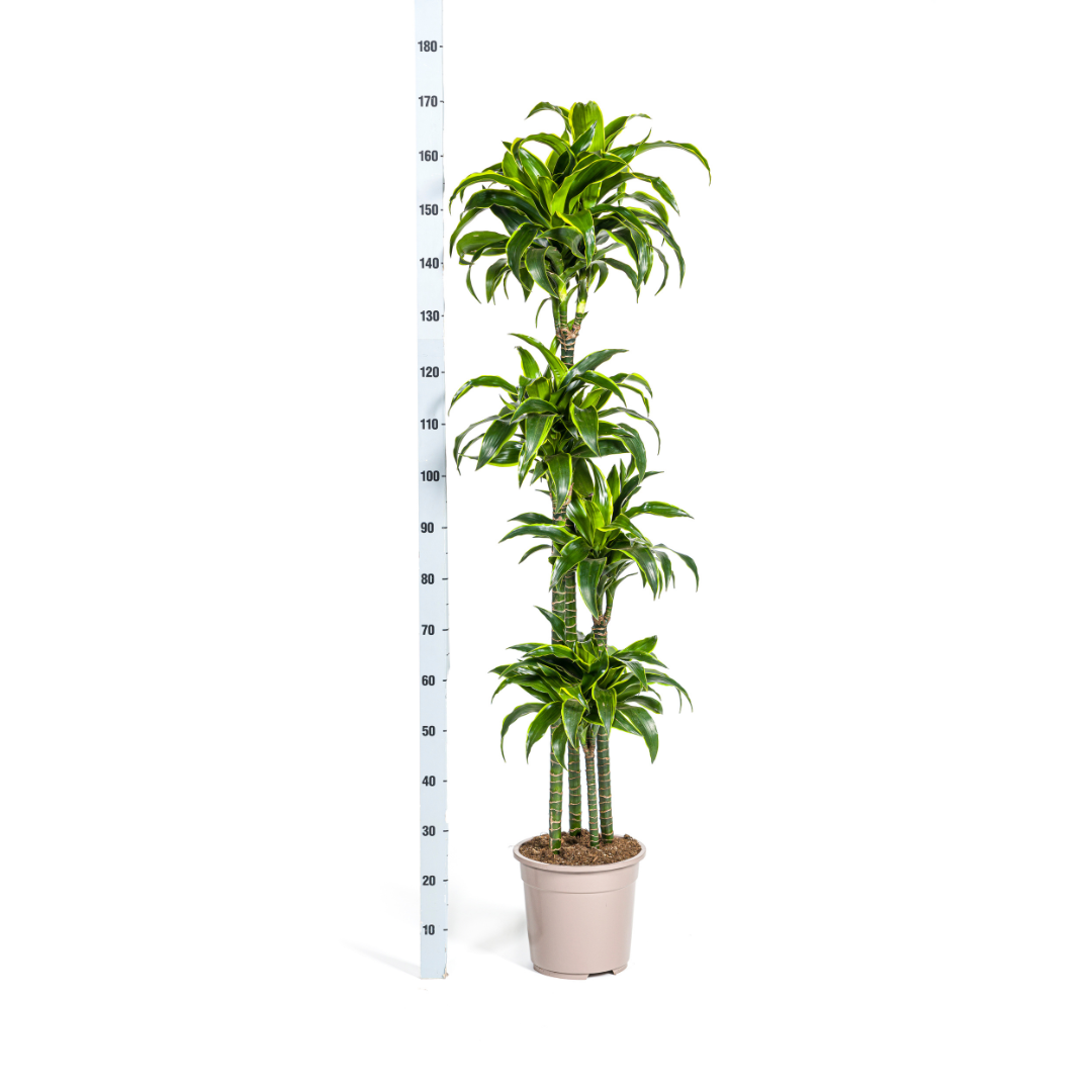 Dracaena deremensis Dorado (Drachenbaum)