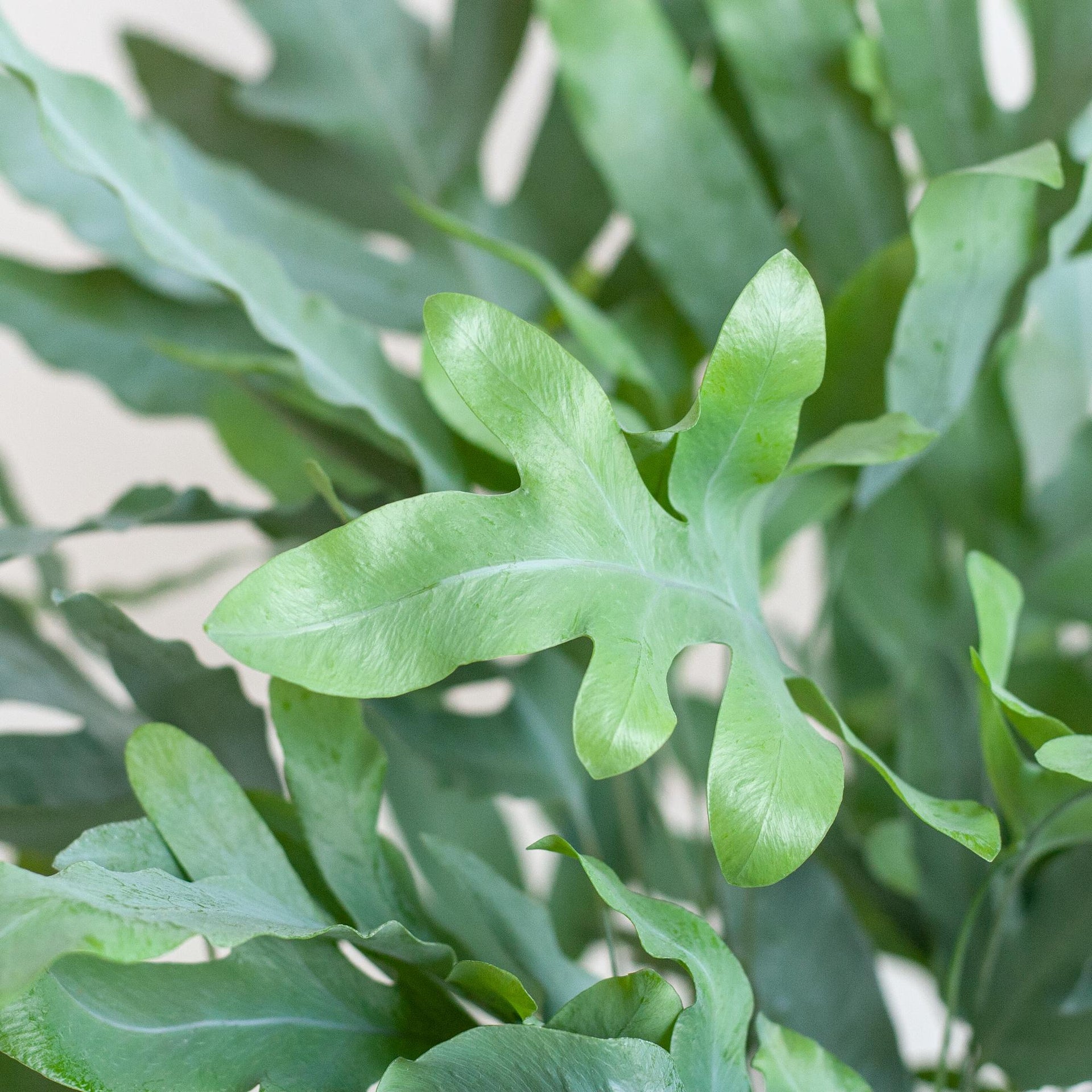 Phlebodium aureum 'Blue Star' (Blaufarn) mit Vibes-Topf Grau