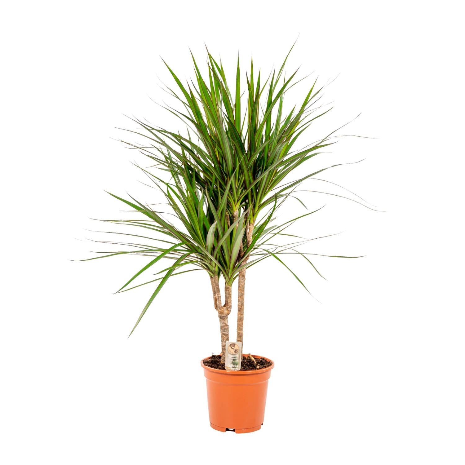 Dracaena marginata (Drachenbaum) – Ø17 cm – ca. 90 cm