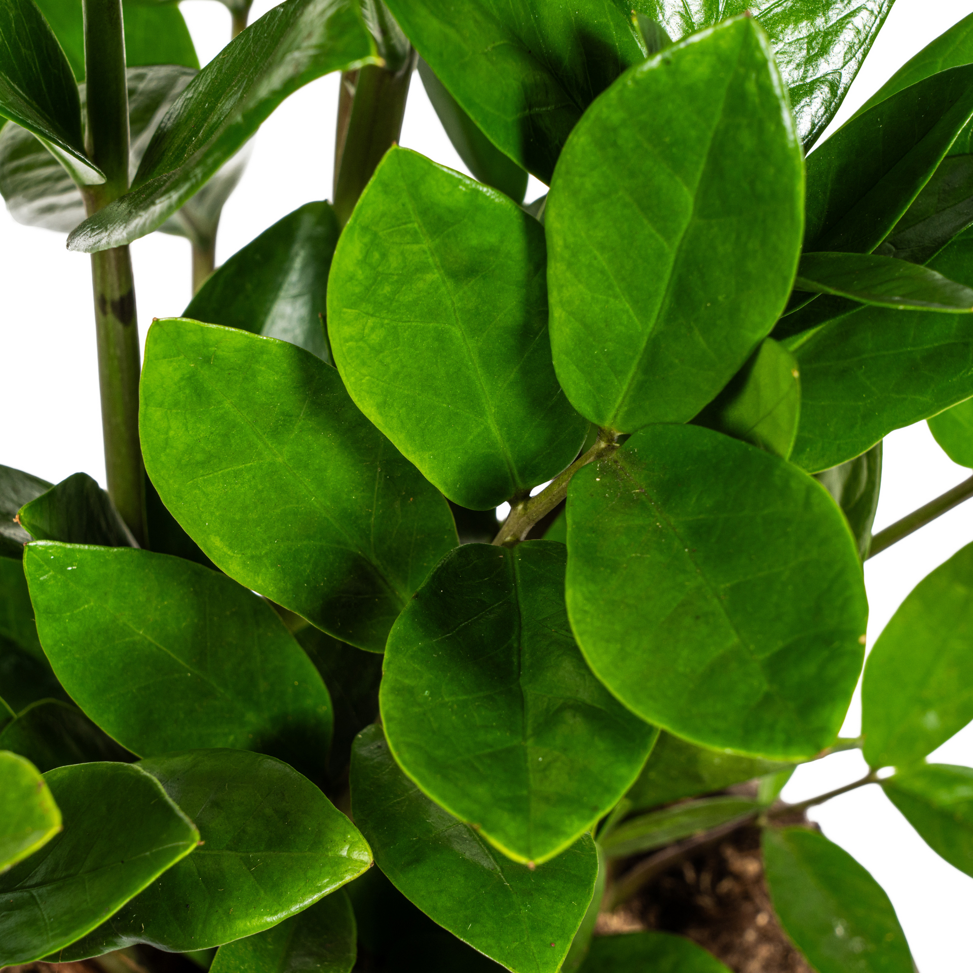 Zamioculcas zamiifolia (Glücksfeder) Ø17 cm – ca. 40–50 cm