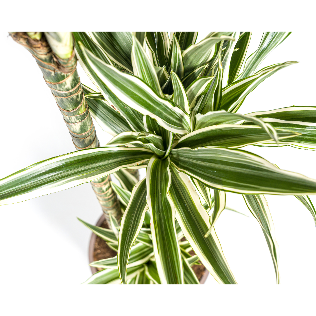 Dracaena deremensis White Stripe (Drachenbaum) – Ø27 cm – ca. 170–190 cm