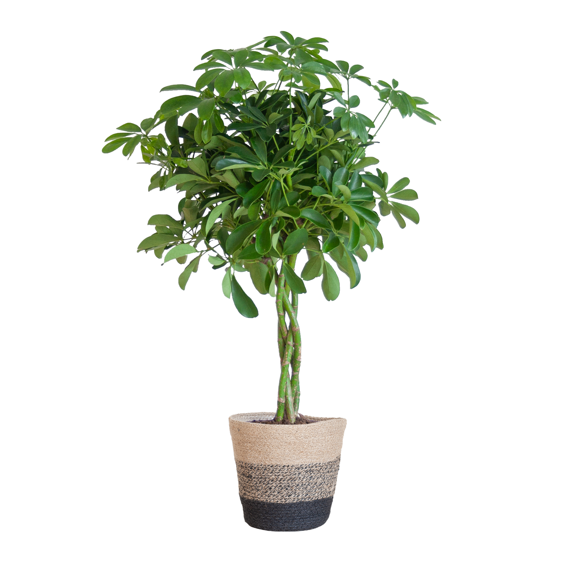 Schefflera arboricola Nora (Strahlenaralie) mit Lissabon-Korb Schwarz