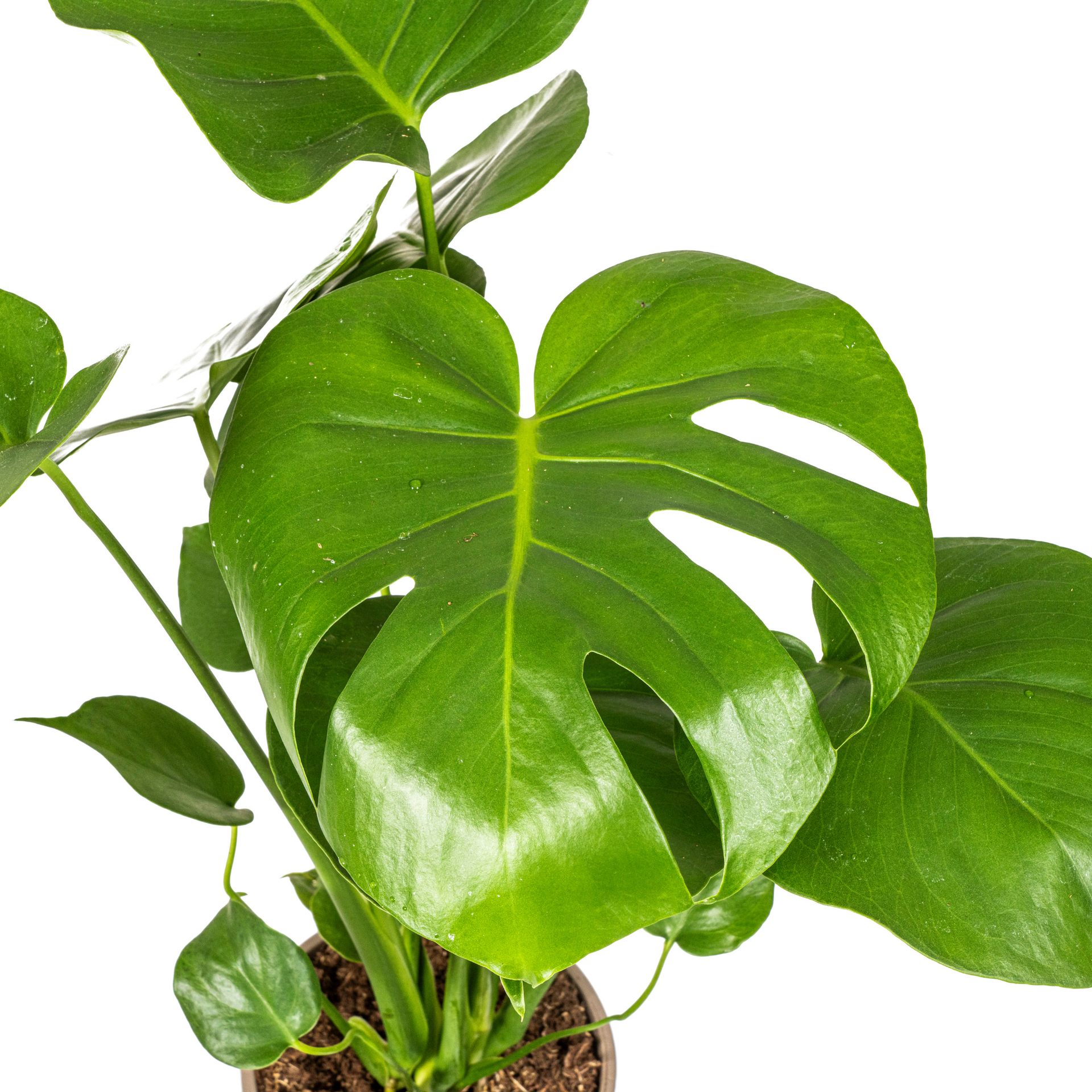 Monstera deliciosa Tauerii (Fensterblatt) Ø17 cm – ca. 50–70 cm