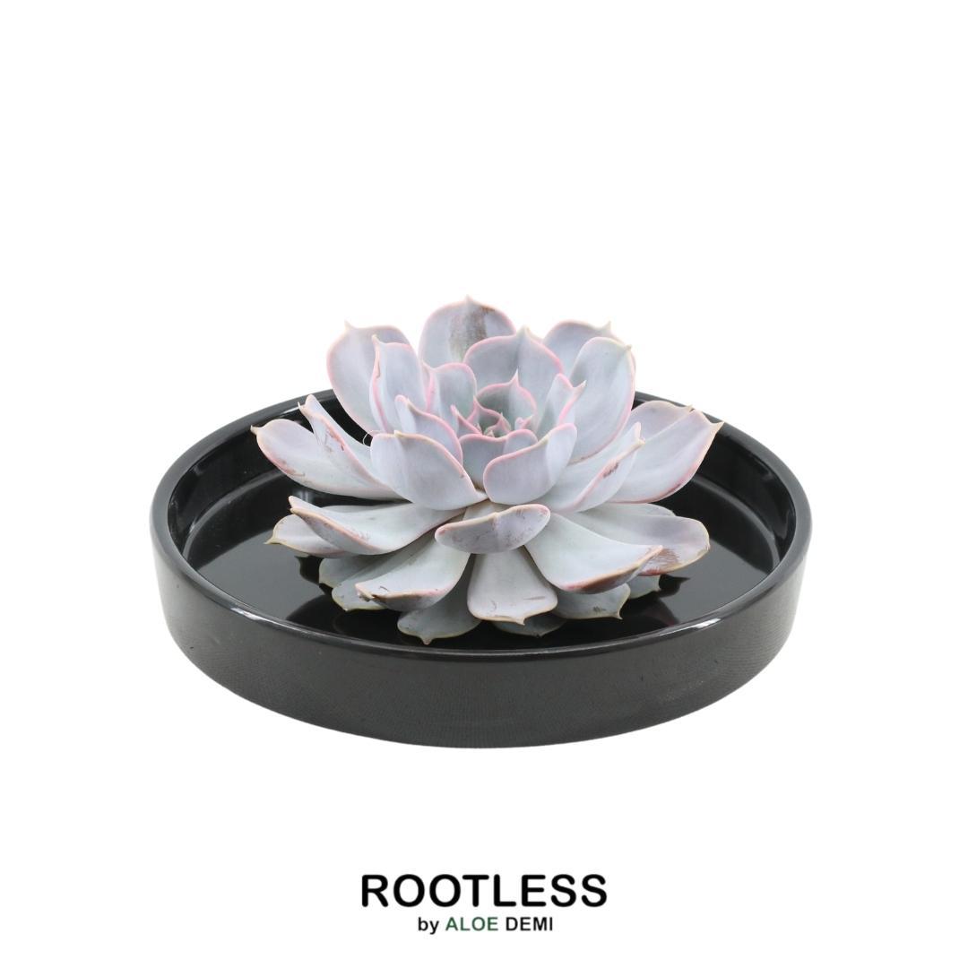 ROOTLESS Echeveria lilacina – Sukkulente in schwarzer Schale – Ø20 cm – ca. 5 cm