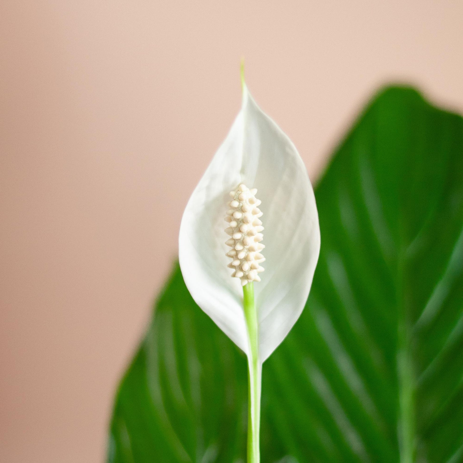 Spathiphyllum mit Korb Lissabon Schwarz - 80cm - Ø21