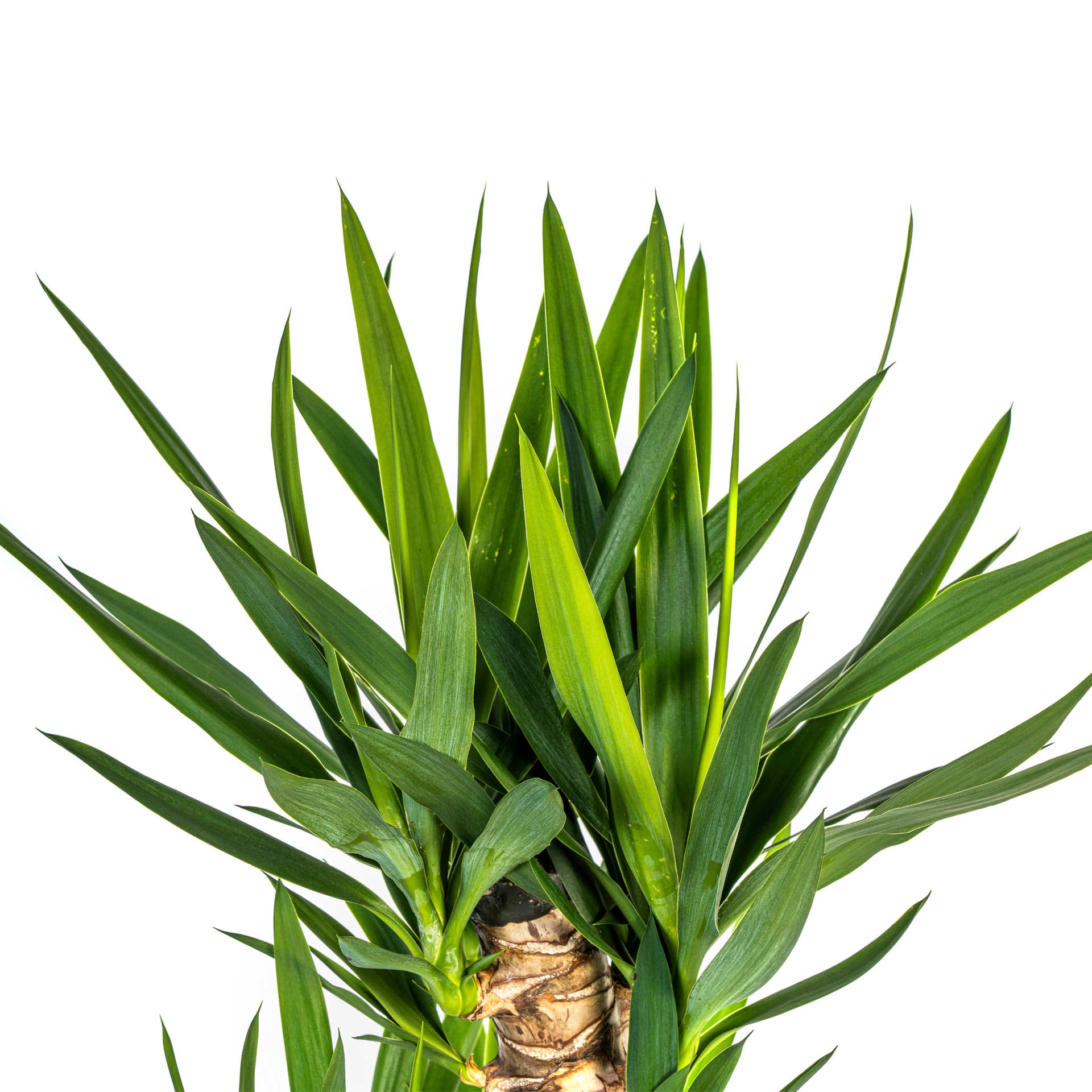 Yucca elephantipes (Palmlilie) Ø24 cm – ca. 120–140 cm