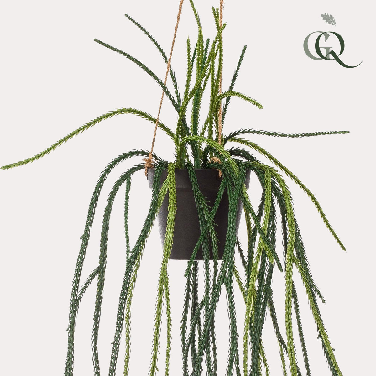 Kunstpflanze - Rhipsalis - Korallenkaktus