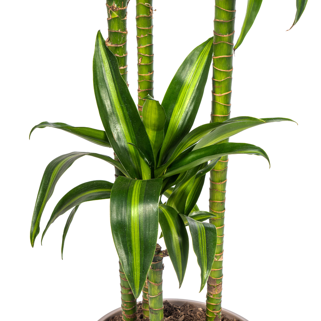 Dracaena deremensis Hawaiian Sunshine (Drachenbaum) Ø27 cm – ca. 170–190 cm
