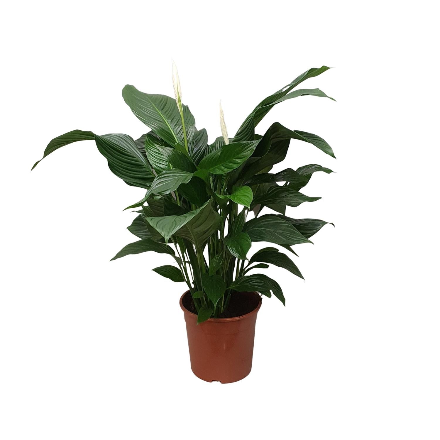 Spathiphyllum (Friedenslilie) Sweet Silvana – Ø24 cm – ca. 80 cm