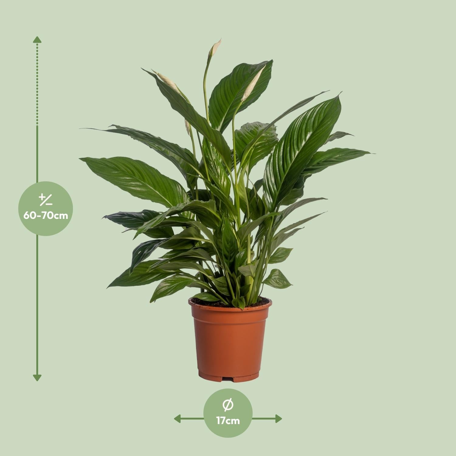 Spathiphyllum (Friedenslilie) Vivaldi – Ø17 cm – ca. 70 cm