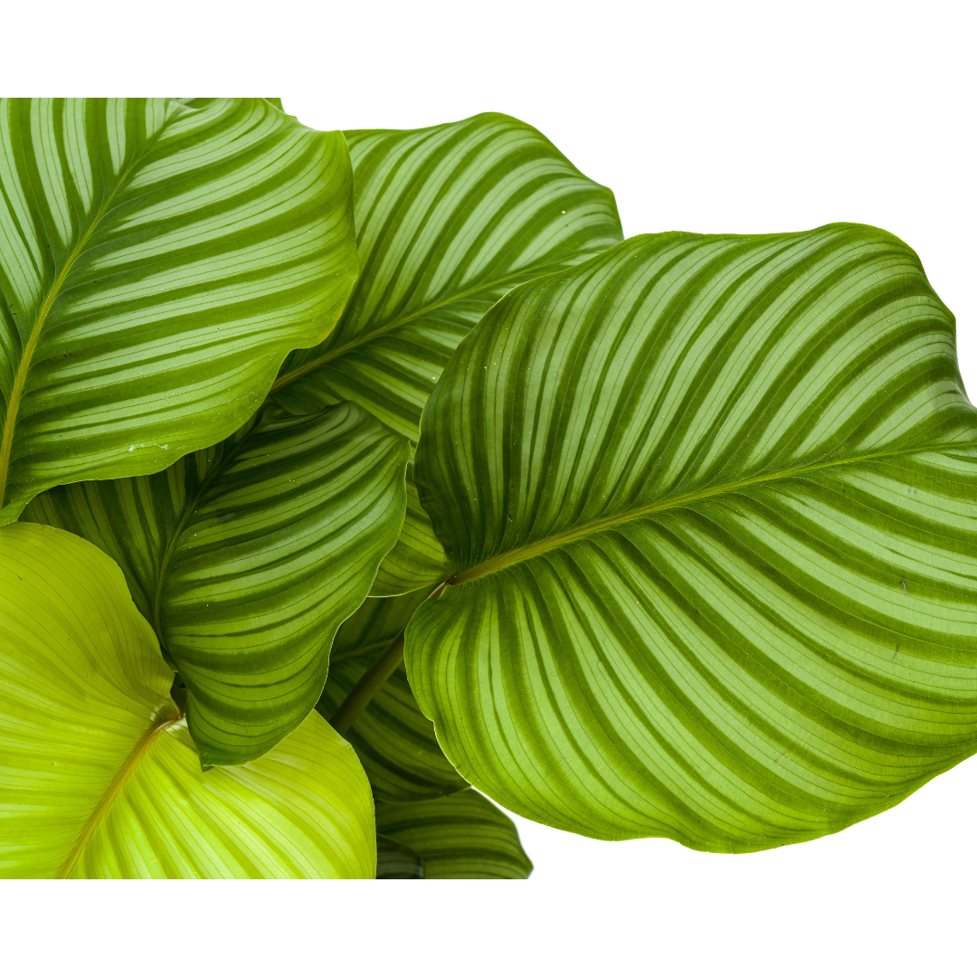 Calathea orbifolia (Korbmarante) Ø27 cm – ca. 70–90 cm