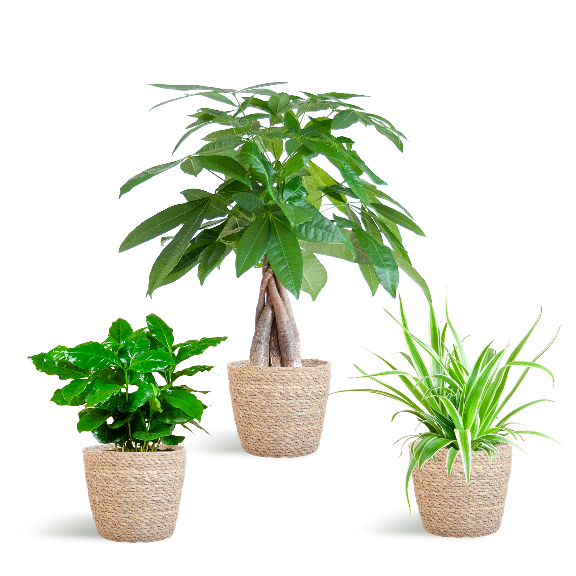 Tierfreundlicher Pflanzenkasten - klein - mit Korb Sofia natur - Ø12