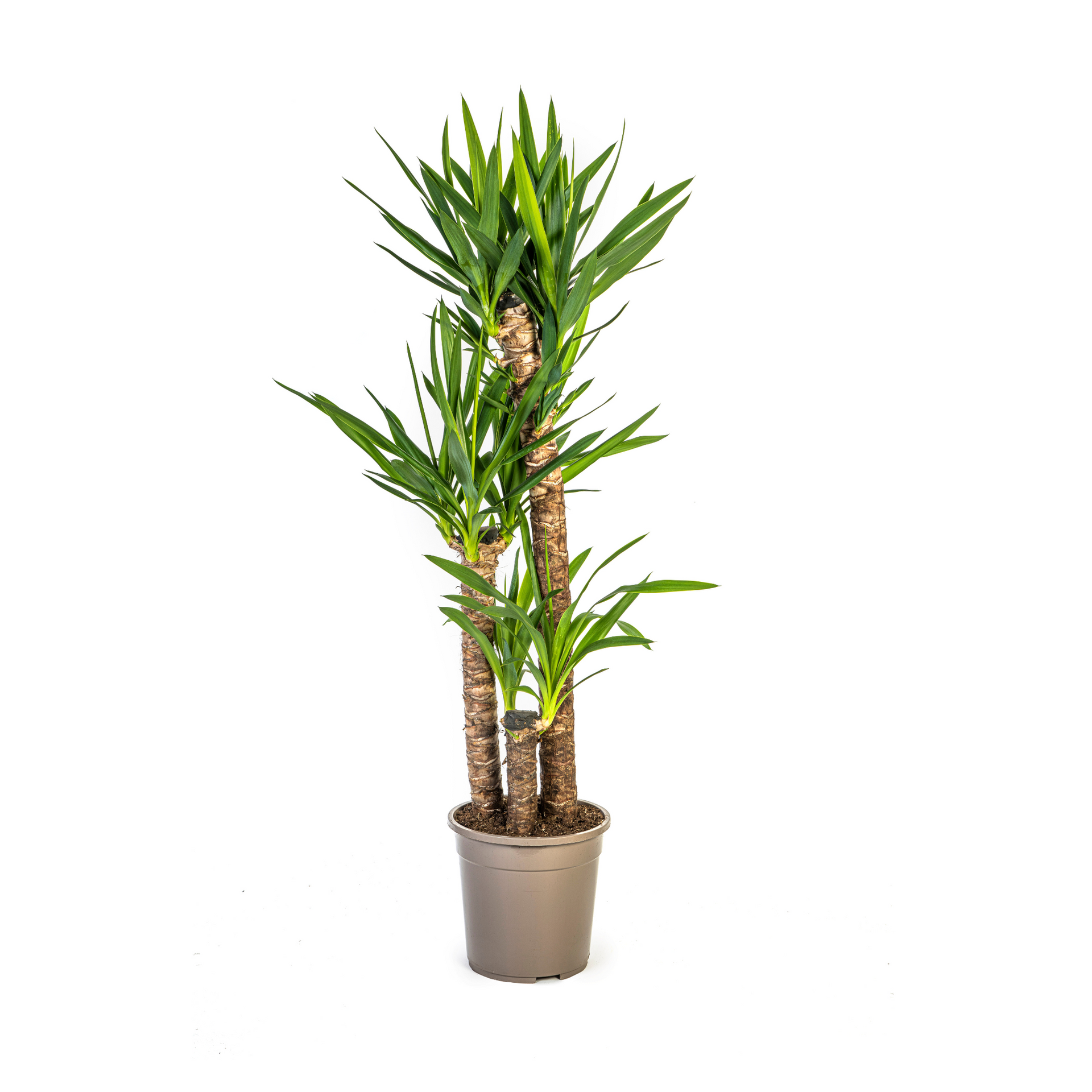 Yucca elephantipes (Palmlilie) Ø24 cm – ca. 120–140 cm