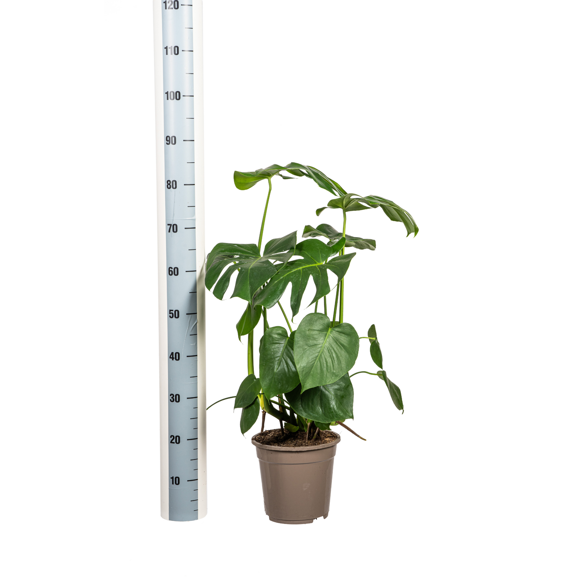 Monstera deliciosa Tauerii (Fensterblatt) Ø21 cm – ca. 70–90 cm
