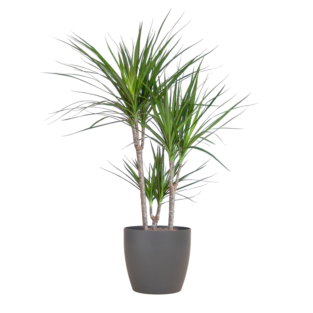 Dracaena Marginata mit Viber-Topf grau – 95 cm – Ø21