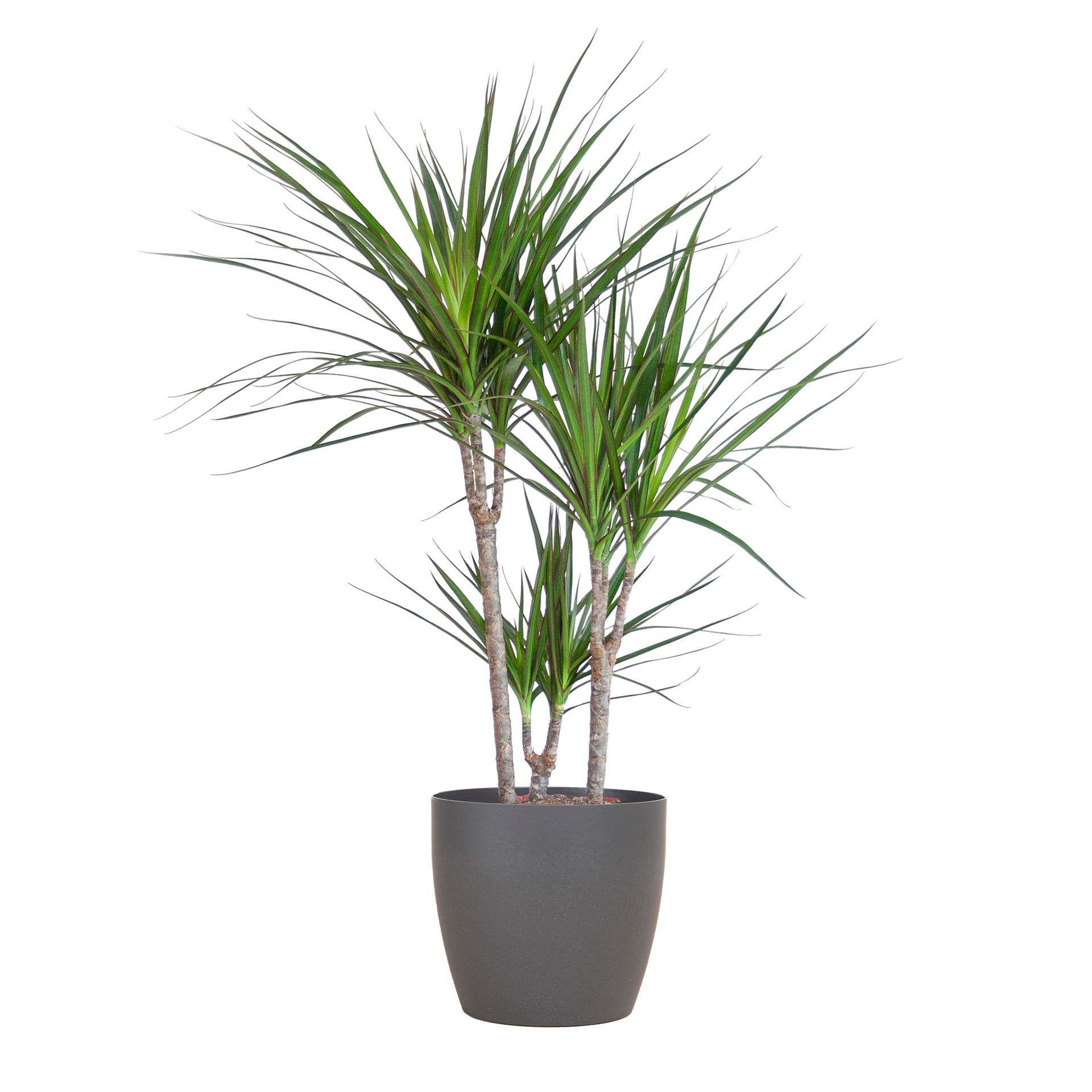 Dracaena marginata (Drachenbaum) mit Potter-Topf Grau
