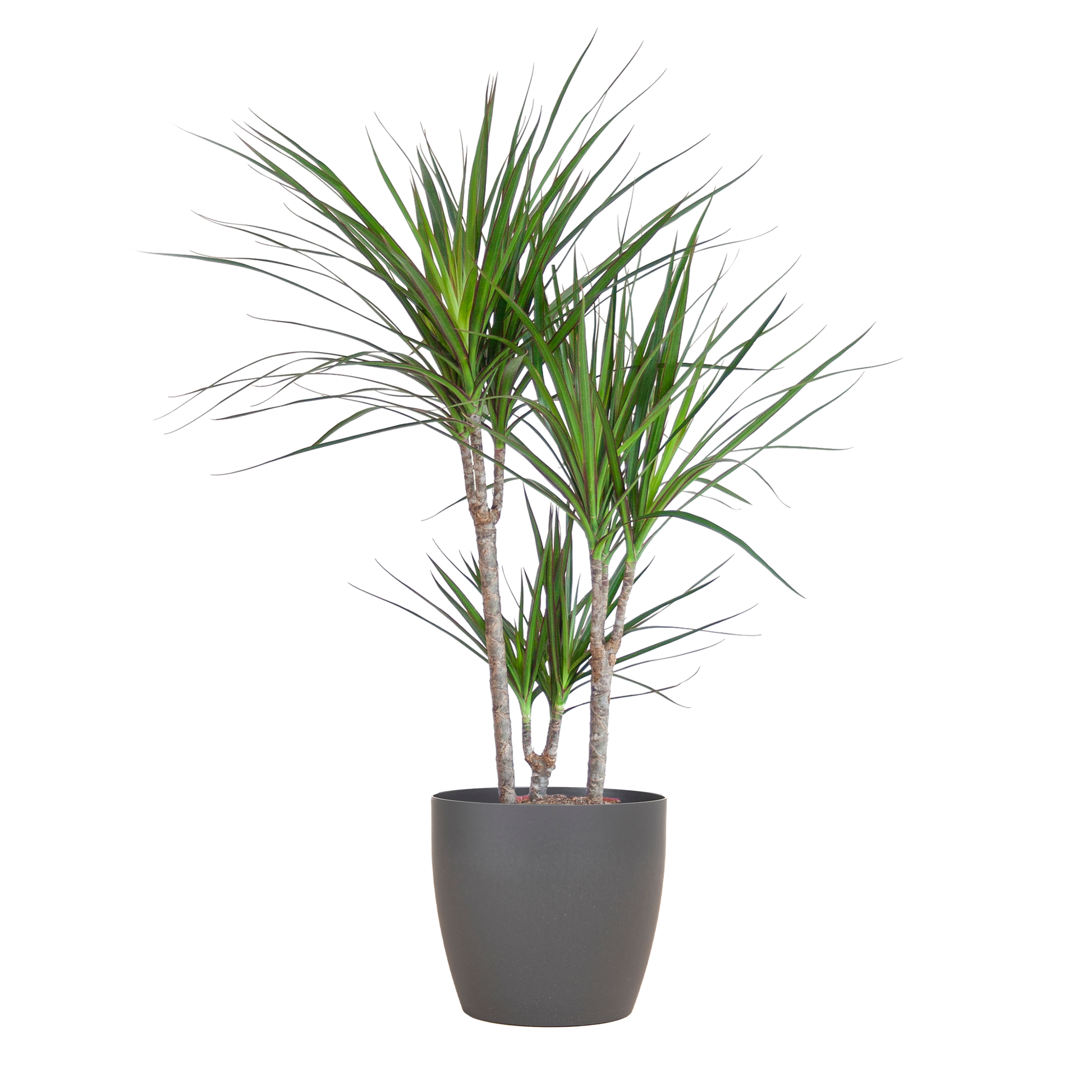 Dracaena Marginata mit Viber-Topf grau – 95 cm – Ø21