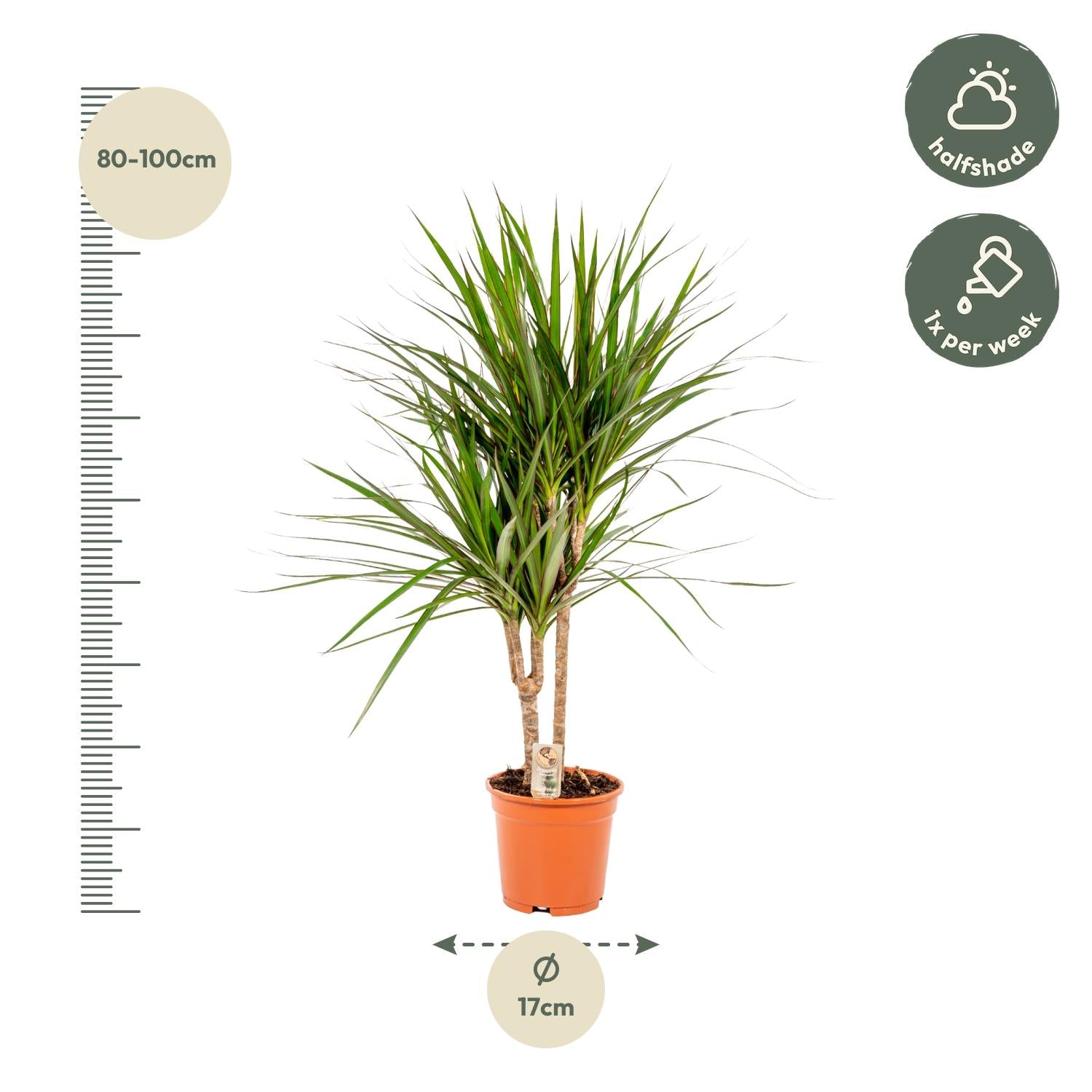 Dracaena marginata (Drachenbaum) – Ø17 cm – ca. 90 cm