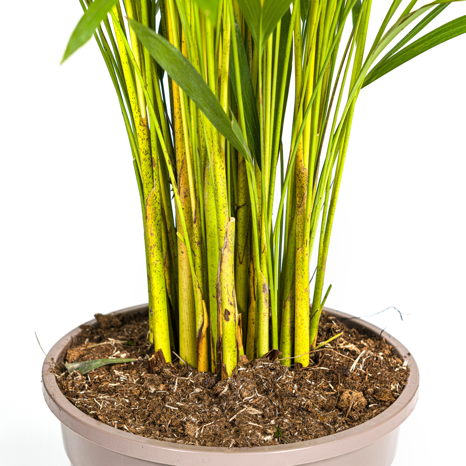 Areca-Palme (Dypsis lutescens) Ø24 cm – ca. 120–140 cm