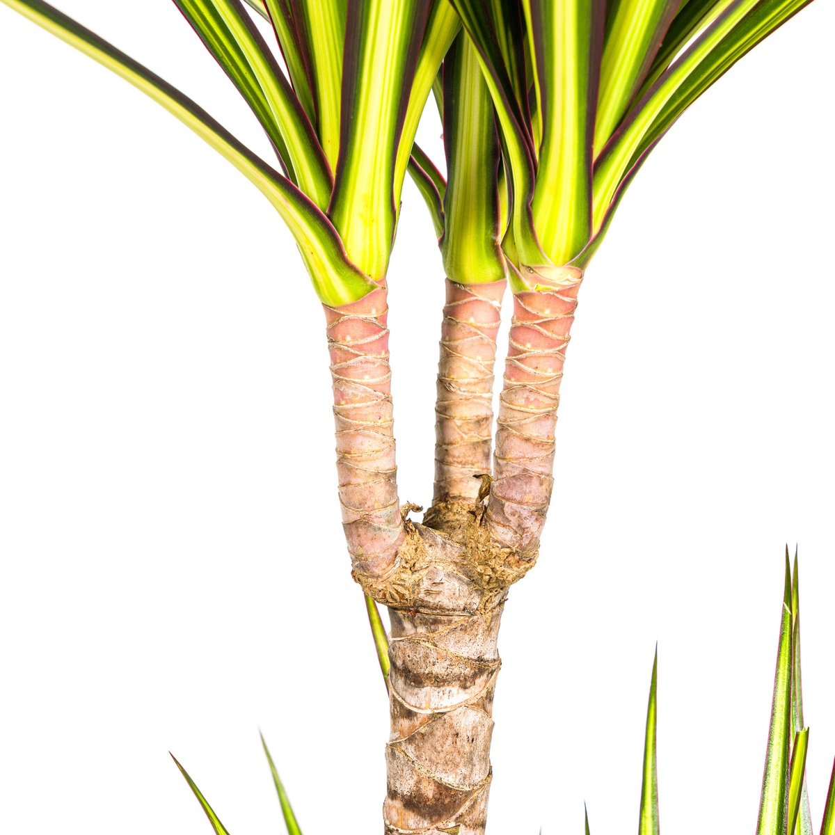 Dracaena marginata Sunray (Drachenbaum)