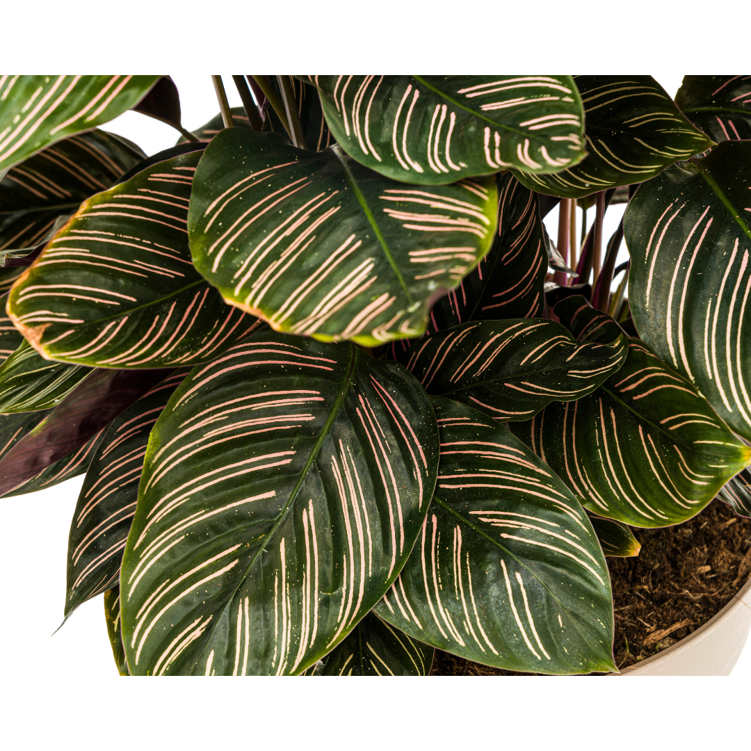 Calathea ornata Sanderiana (Korbmarante) Ø27 cm – ca. 60–80 cm