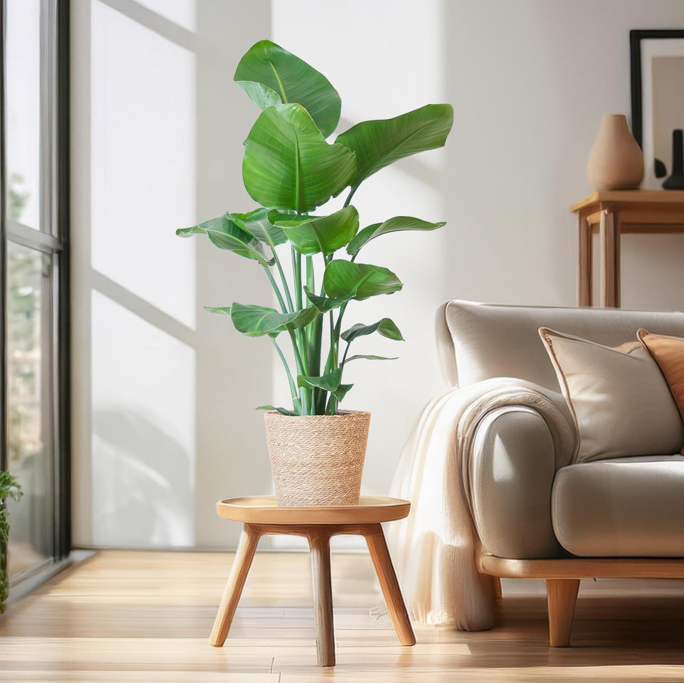 Strelitzia nicolai (Paradiesvogelpflanze) mit Seegras-Korb Natur