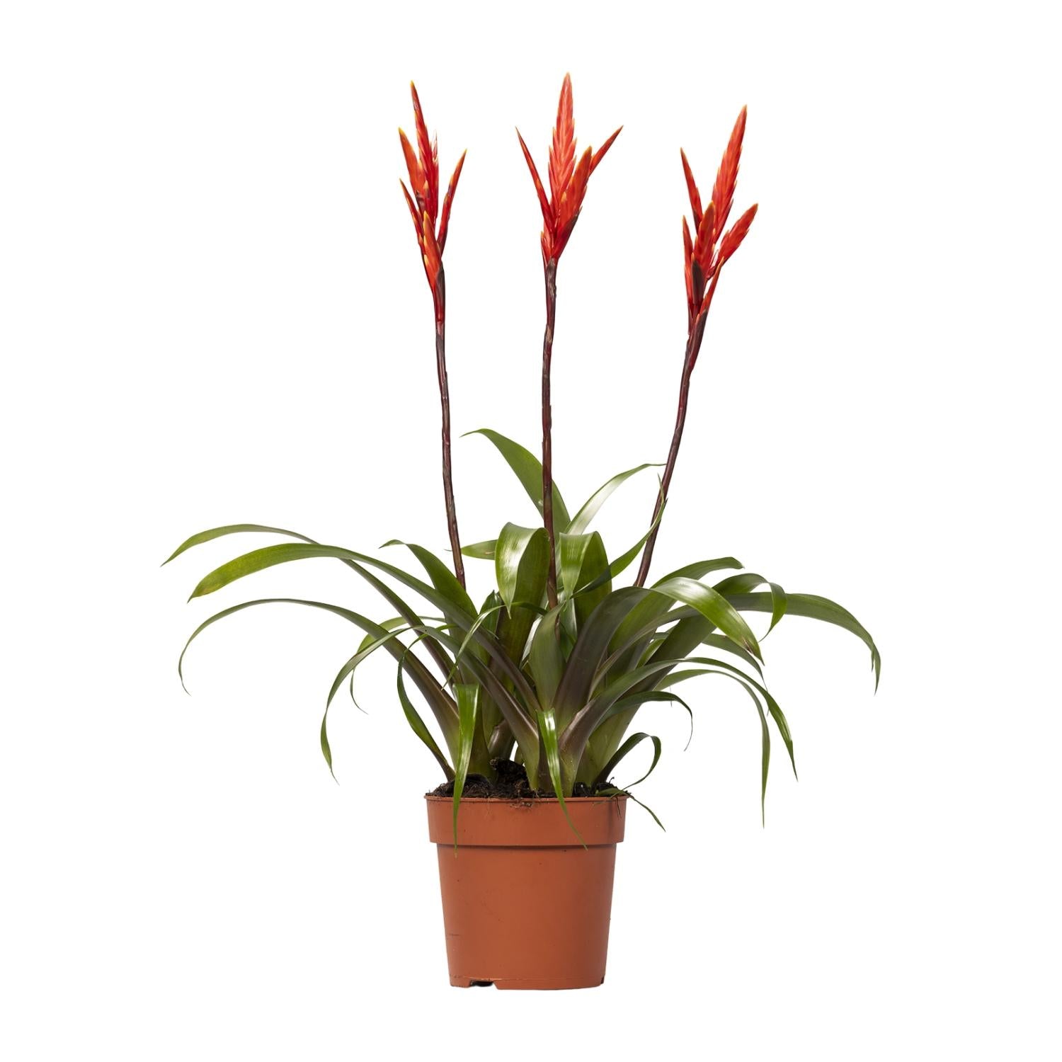 Vriesea Elan (Bromelie) – Ø12 cm – ca. 55 cm