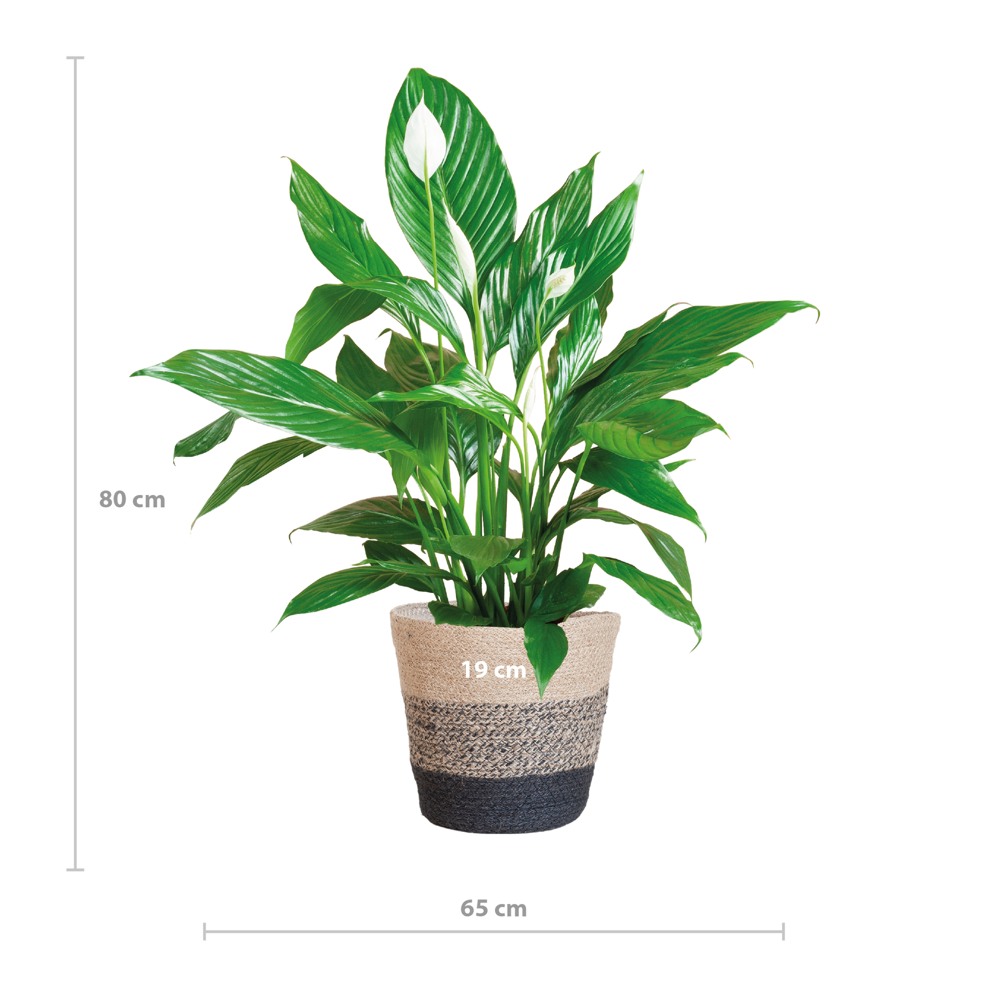 Spathiphyllum (Friedenslilie) mit Lissabon-Korb Schwarz – 80 cm – Ø21 cm