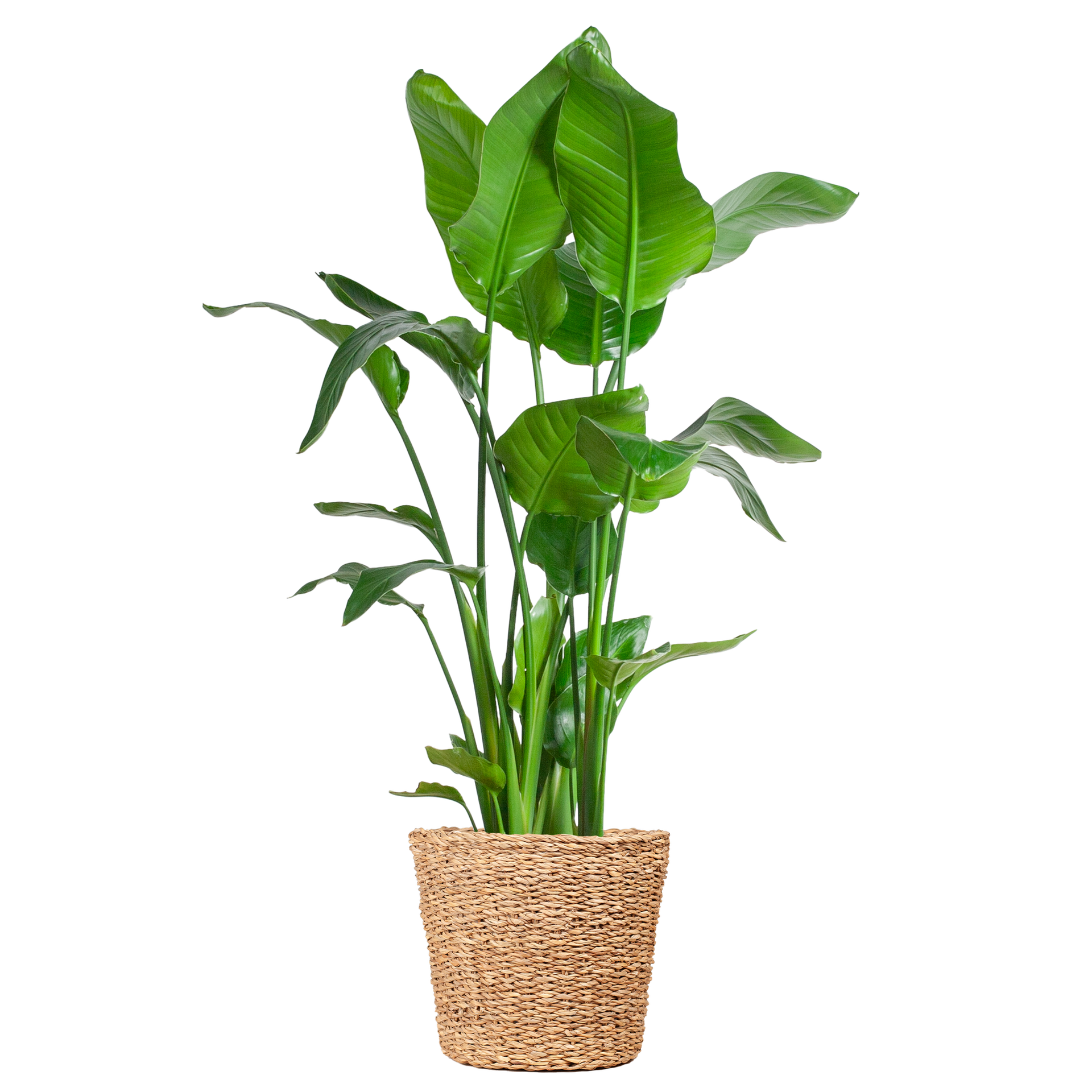 Strelitzia nicolai (Paradiesvogelpflanze) XL mit Torun-Korb