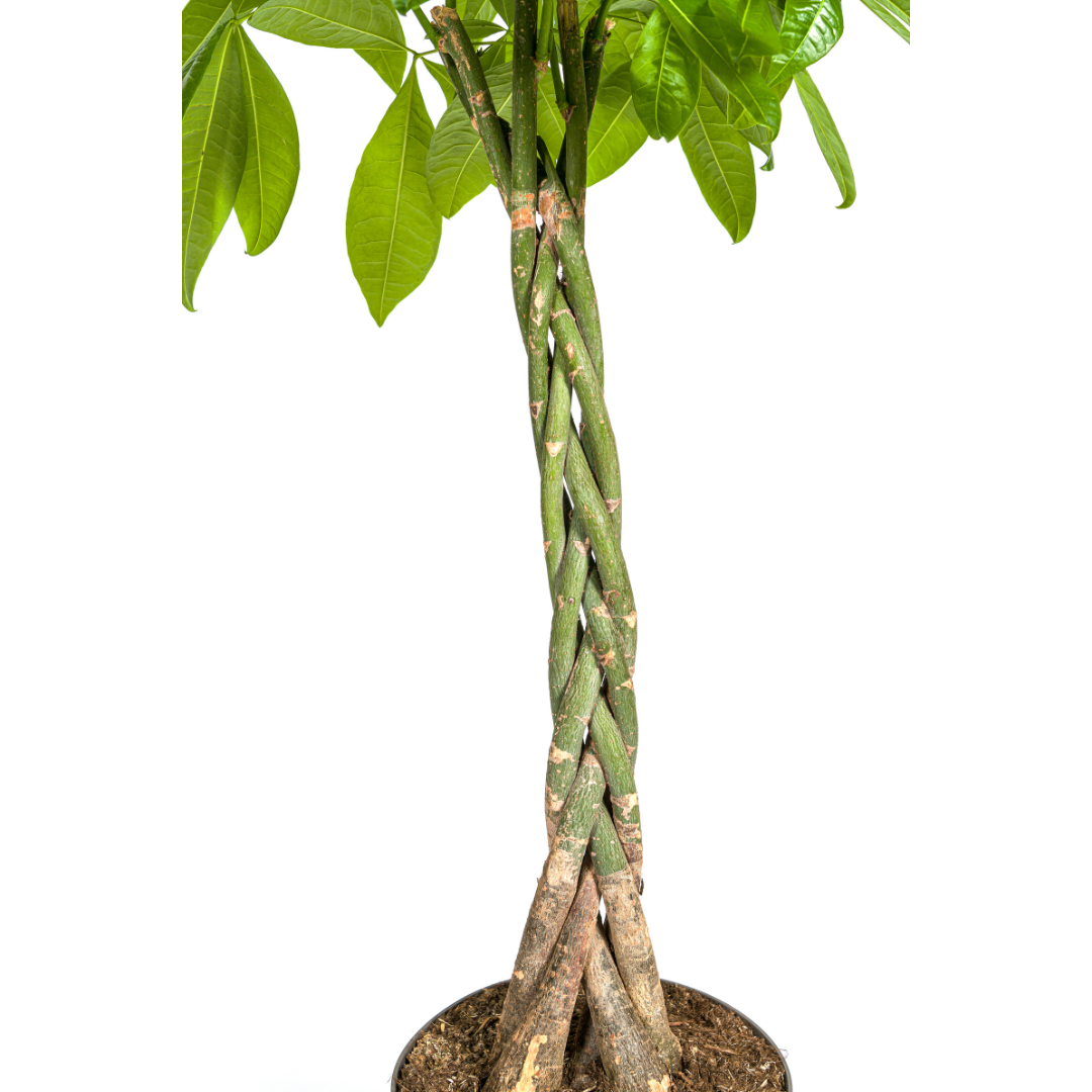 Pachira aquatica (Glückskastanie) Ø27 cm – ca. 130–150 cm