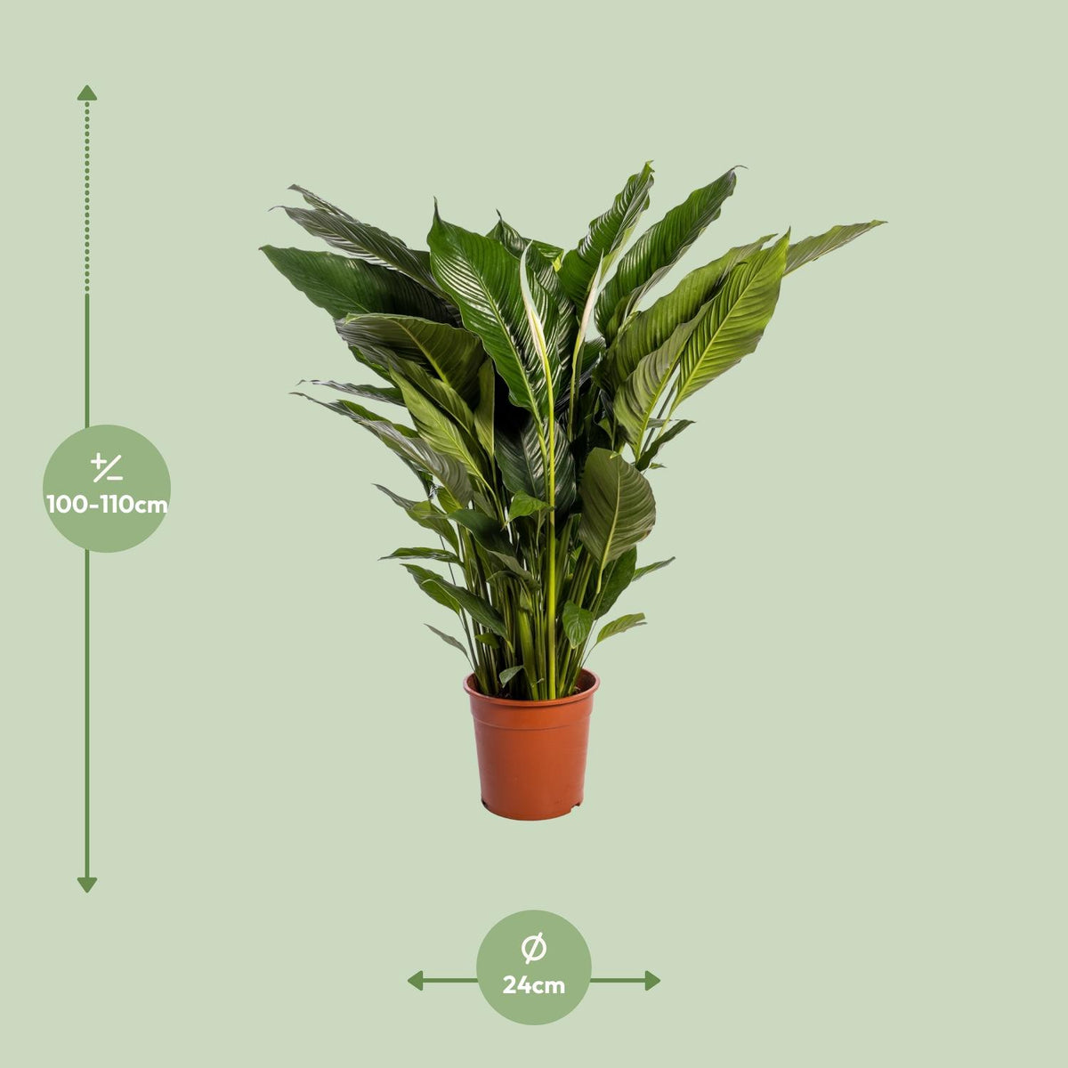 Spathiphyllum (Friedenslilie) Sweet Sebastiano
