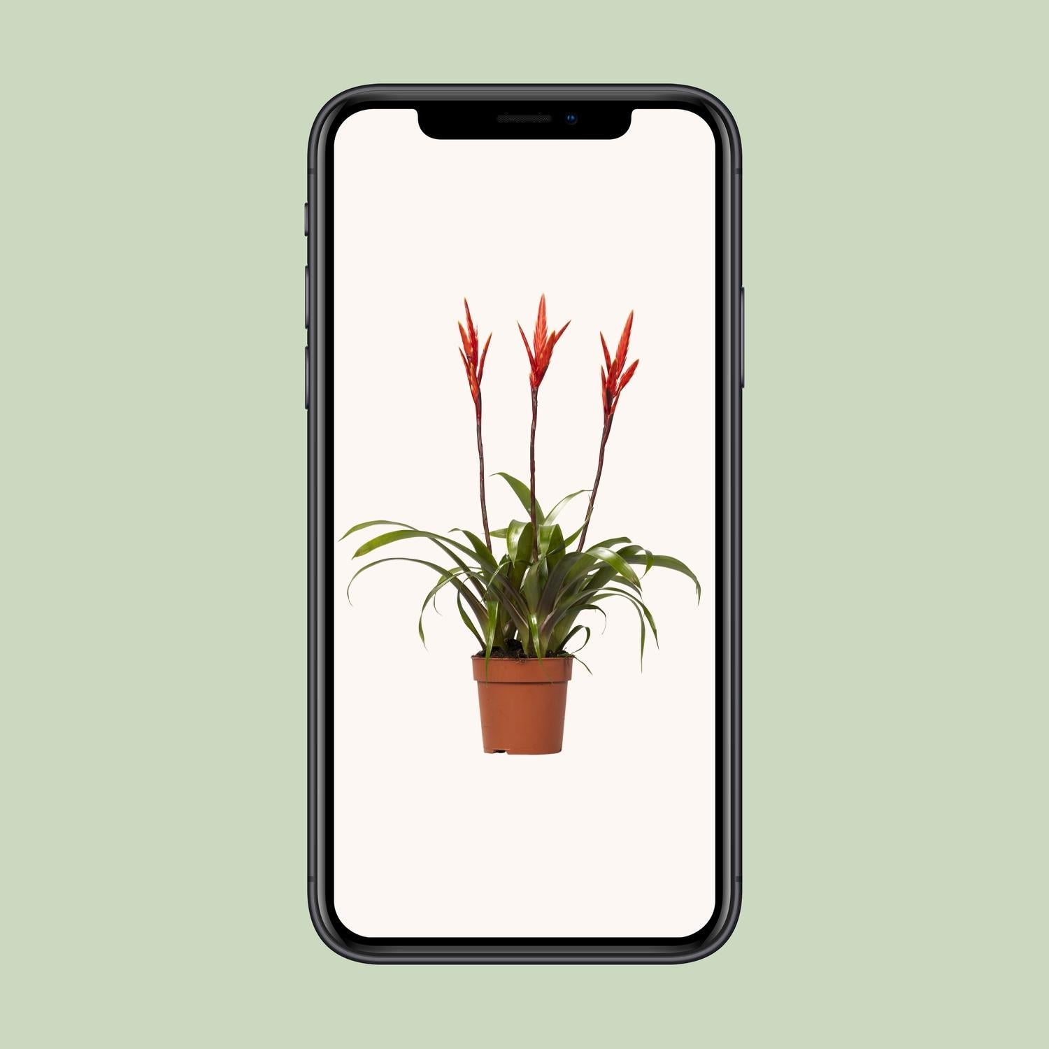 Vriesea Elan (Bromelie) – Ø12 cm – ca. 55 cm