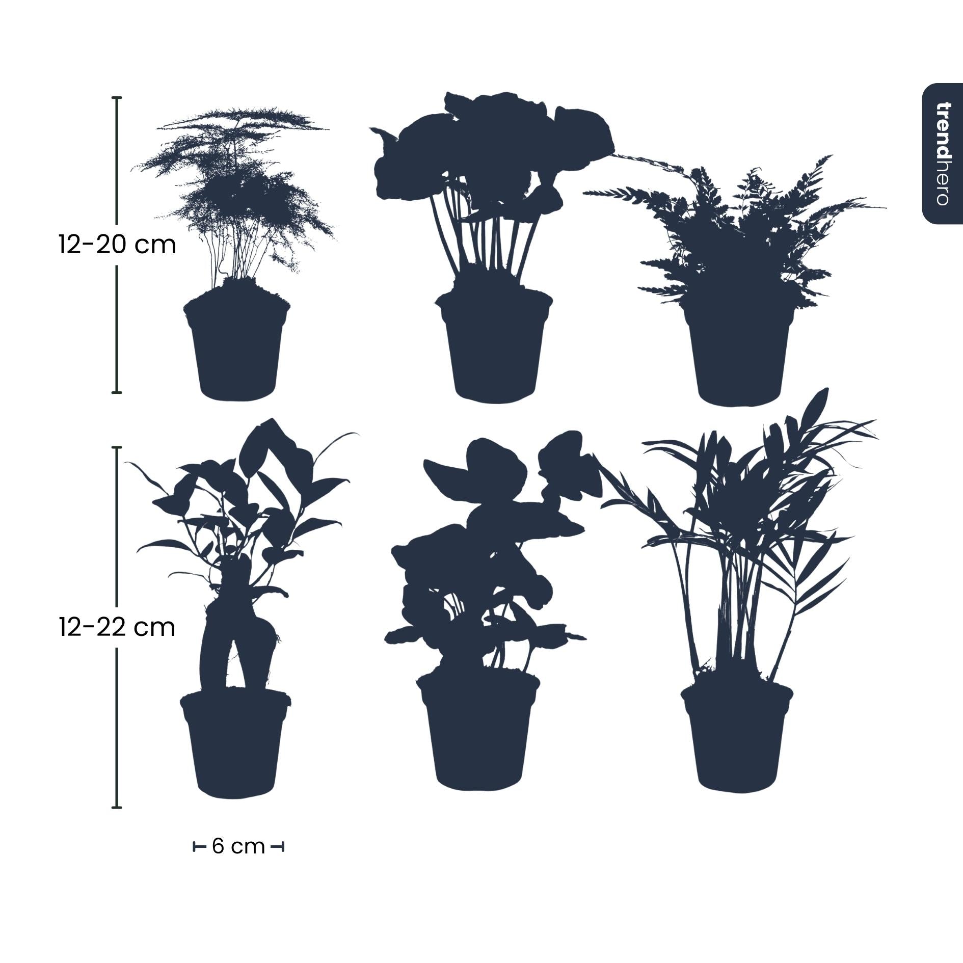 Mini-Zimmerpflanzen-Set – 6 Pflanzen – Ø6 cm